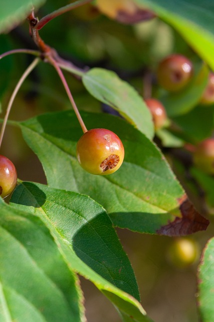 马德鲁已经 马德鲁已经