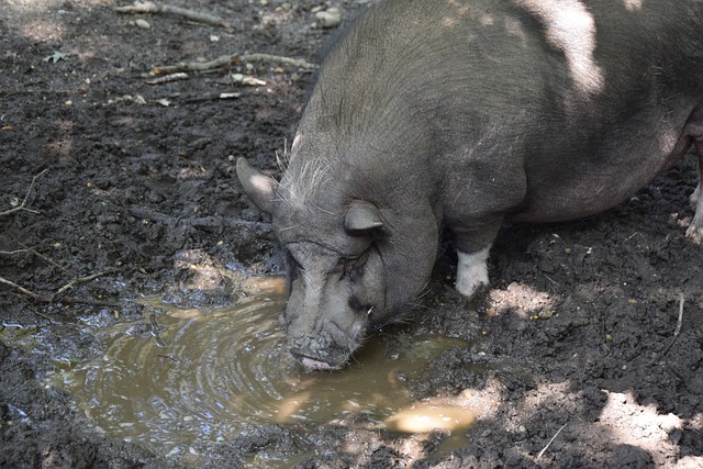 祖巴茨的惊 祖巴茨的惊